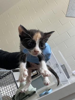 Shelter Stray Female Cat last seen Near LA-327, 70820, LA, 2550 Gourrier Ave, Baton Rouge, LA 70820, USA