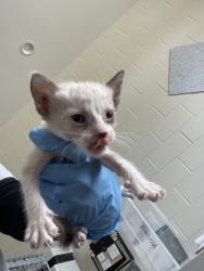 Shelter Stray Male Cat last seen Near LA-327, 70820, LA, 2550 Gourrier Ave, Baton Rouge, LA 70820, USA