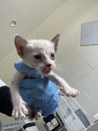 Shelter Stray Male Cat last seen Near LA-327, 70820, LA, 2550 Gourrier Ave, Baton Rouge, LA 70820, USA