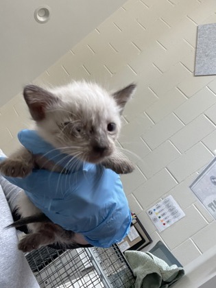 Shelter Stray Male Cat last seen Near LA-327, 70820, LA, 2550 Gourrier Ave, Baton Rouge, LA 70820, USA