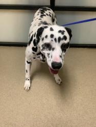 Shelter Stray Male Dog last seen , , TX, 355 Hillshire Dr, Haslet, TX 76052, USA