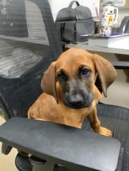 Shelter Stray Male Dog last seen Prairie Vista Park, North District, TX, 355 Hillshire Dr, Haslet, TX 76052, USA