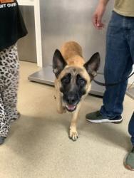 Shelter Stray Male Dog last seen , , TX, 355 Hillshire Dr, Haslet, TX 76052, USA