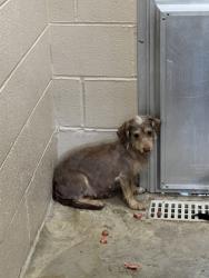 Shelter Stray Female Dog last seen Halfway Creek Road, Berkeley County, SC, 2455 Remount Rd, North Charleston, SC 29406, USA