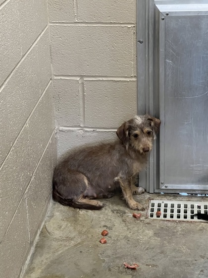 Shelter Stray Female Dog last seen Halfway Creek Road, Berkeley County, SC, 2455 Remount Rd, North Charleston, SC 29406, USA