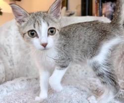 Shelter Stray Female Cat last seen Near Creek Shoals CT, Ellenwood 30294, 30294, GA, 3280 Chamblee Dunwoody Rd, Chamblee, GA 30341, USA