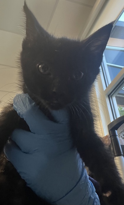 Shelter Stray Male Cat last seen Pleasant Grove and Fairway, Roseville City, CA, 200 Tahoe Ave, Roseville, CA 95678, USA