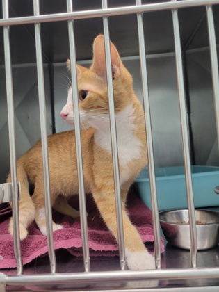Shelter Stray Male Cat last seen E 281st St and Henry Gunn Rd, Hamilton County, IN, 10501 Hague Rd, Fishers, IN 46038, USA