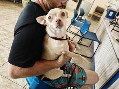 Shelter Stray Female Dog last seen CR 229/CR 230, Williamson County, TX, 1855 SE Inner Loop, Georgetown, TX 78626, USA