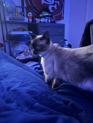 Lost Female Cat last seen Chemawa Rd red market and townhouses/duplexes, Keizer, OR 97303