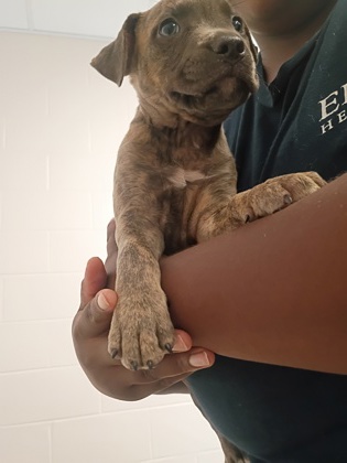 Shelter Stray Male Dog last seen Near Ono rd, South Fulton, GA, 1251 Fulton Industrial Blvd NW, Atlanta, GA 30336, USA