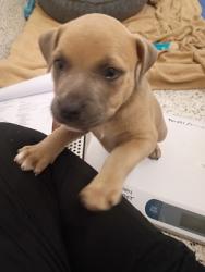 Shelter Stray Male Dog last seen Near Ono rd, South Fulton, GA, 1251 Fulton Industrial Blvd NW, Atlanta, GA 30336, USA