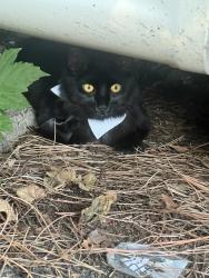 Found/Stray Male Cat last seen In parking lot of church, Queens, NY 11356