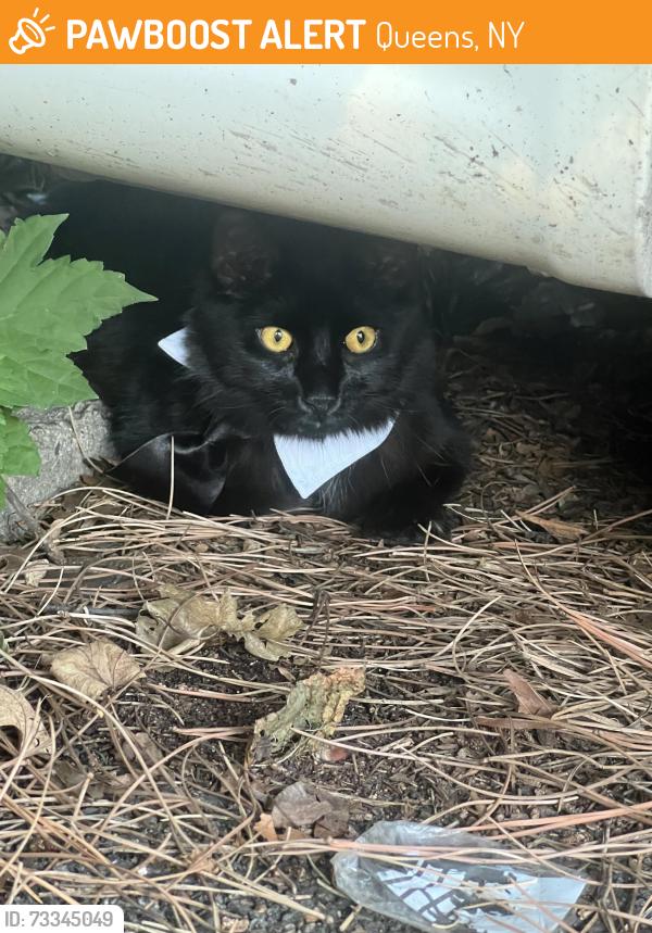 Found/Stray Male Cat last seen In parking lot of church, Queens, NY 11356