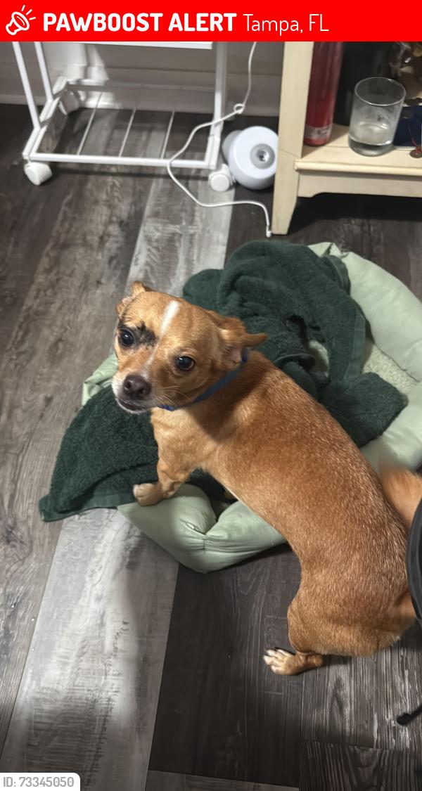 Lost Male Dog last seen Near N 13th St, Tampa, FL 33604
