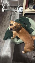 Lost Male Dog last seen Near N 13th St, Tampa, FL 33604