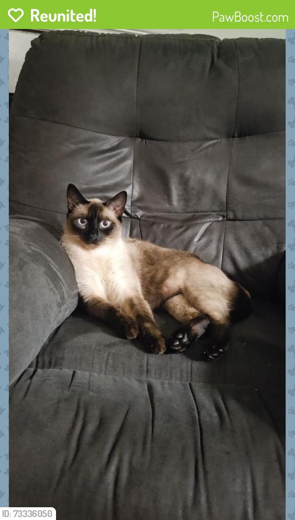Reunited Male Cat last seen Barnes rd, Portland, OR 97229