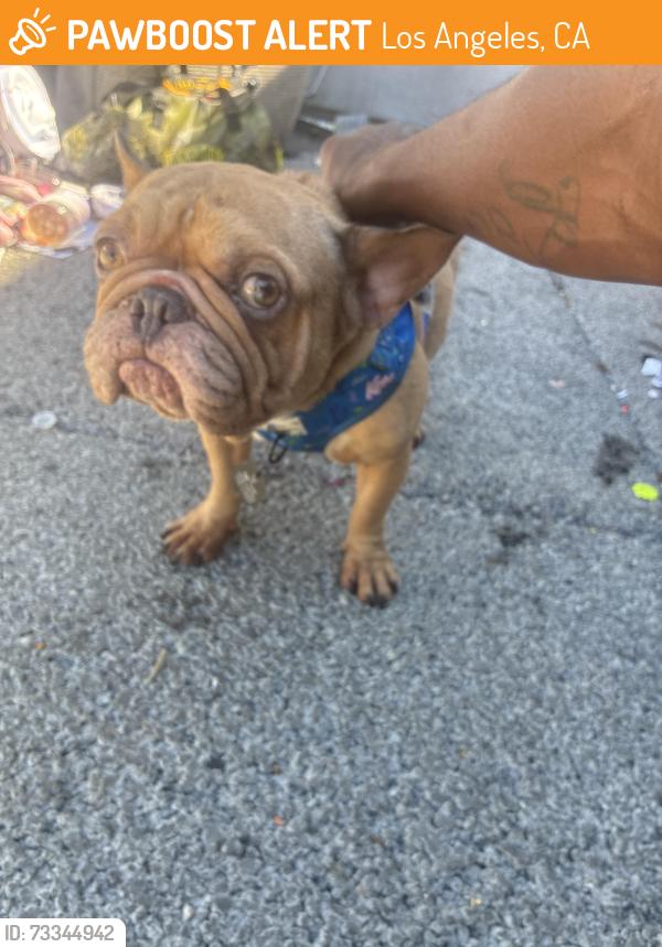 Found/Stray Male Dog last seen Coming from 7-11, Los Angeles, CA 90037
