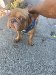 Found/Stray Male Dog last seen Coming from 7-11, Los Angeles, CA 90037