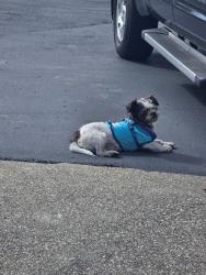 Found/Stray Male Dog last seen Culdasac on Durham Rd. - Oaks cross street, Hayward, Hayward, CA 94542