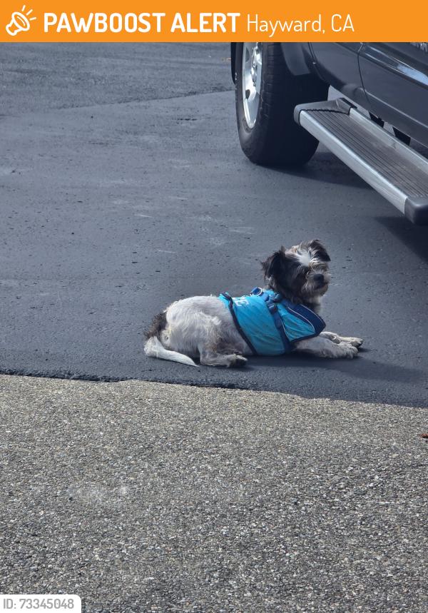 Found/Stray Male Dog last seen Culdasac on Durham Rd. - Oaks cross street, Hayward, Hayward, CA 94542