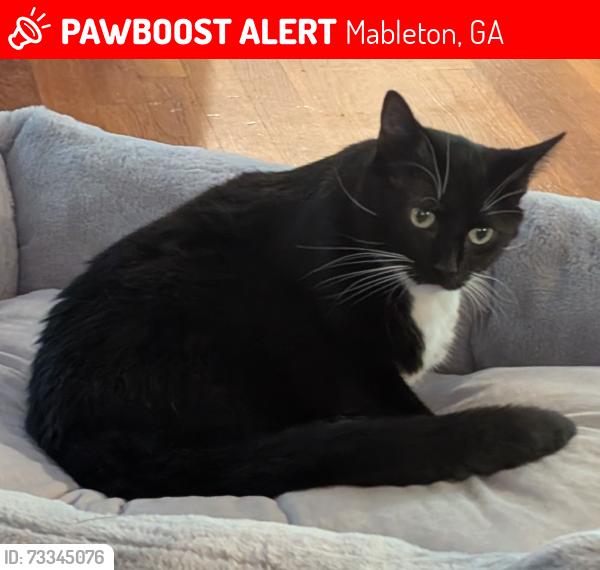 Lost Male Cat last seen Civitania & Cross Creek, Mableton, GA 30126