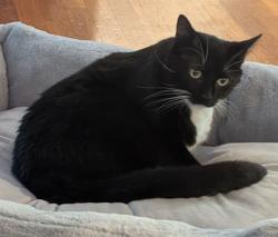 Lost Male Cat last seen Civitania & Cross Creek, Mableton, GA 30126