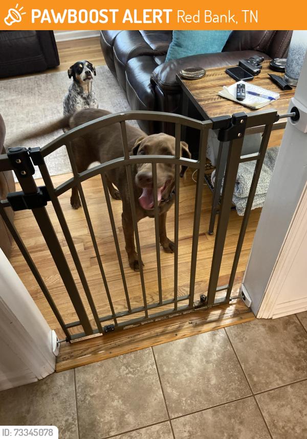 Found/Stray Female Dog last seen Martin road, Red Bank, TN 37415