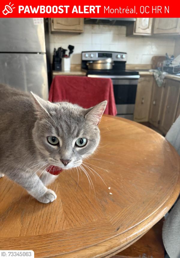 Lost Male Cat last seen Boyer, Montréal, QC H8R 1N1