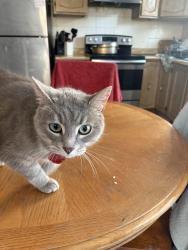 Lost Male Cat last seen Boyer, Montréal, QC H8R 1N1
