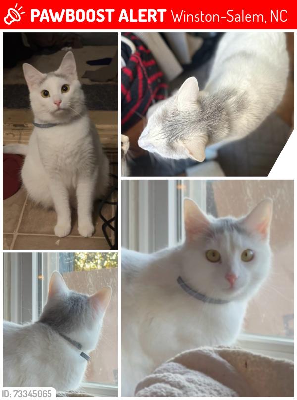 Lost Male Cat last seen Across from Vista Court apmts in Shattalon, between Murray Rd and Bethabara Rd, Winston-Salem, NC 27106