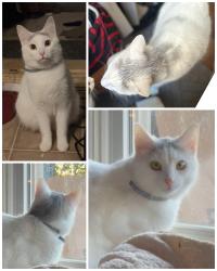 Lost Male Cat last seen Across from Vista Court apmts in Shattalon, between Murray Rd and Bethabara Rd, Winston-Salem, NC 27106