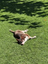 Lost Female Dog last seen Valley west and Pacheco place, Santa Rosa, CA 95401