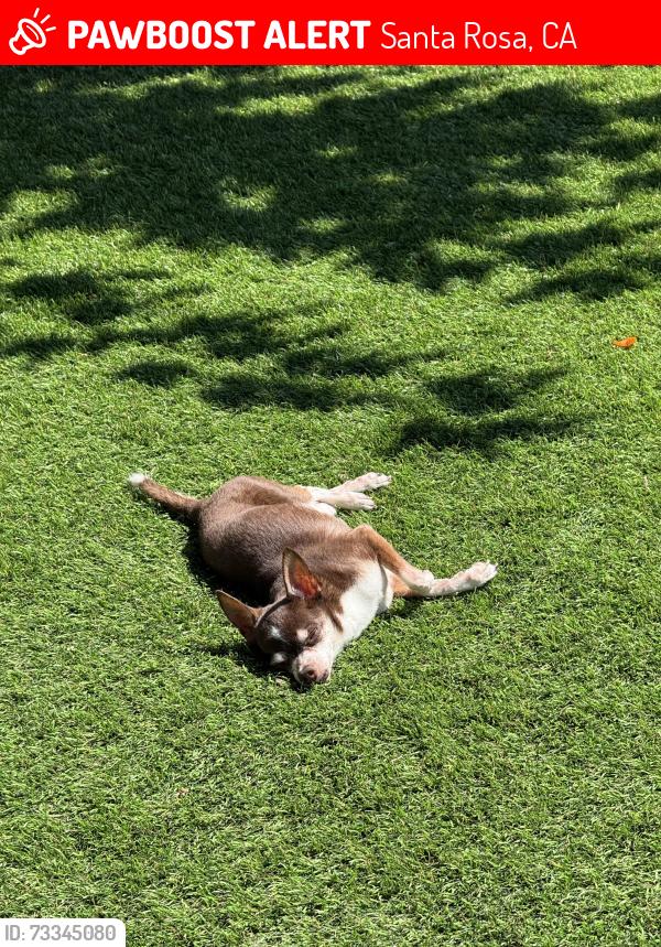 Lost Female Dog last seen Valley west and Pacheco place, Santa Rosa, CA 95401