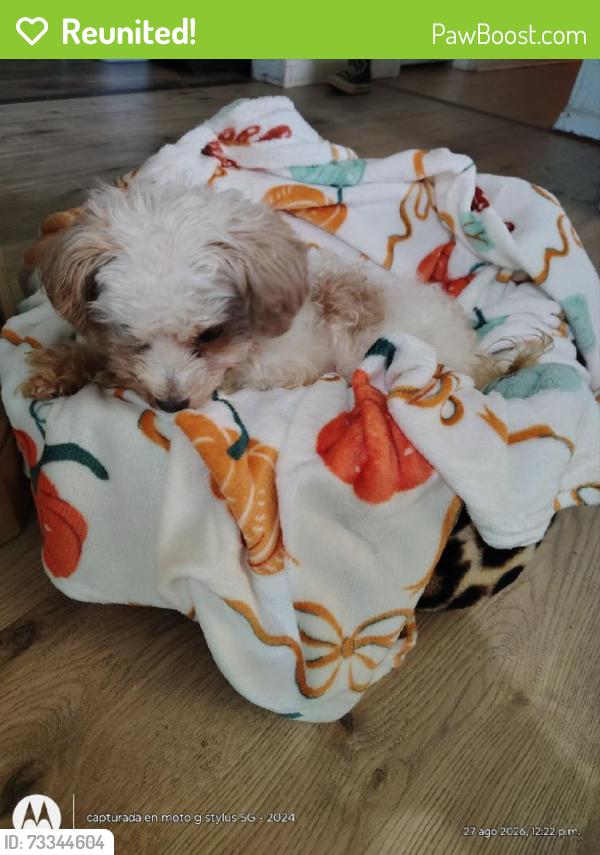 Reunited Female Dog last seen Near Amherst Rd, Morganton, NC 28655, USA, Morganton, NC 28655