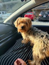 Found/Stray Male Dog last seen Plaza south apmts, Winston-Salem, NC 27107