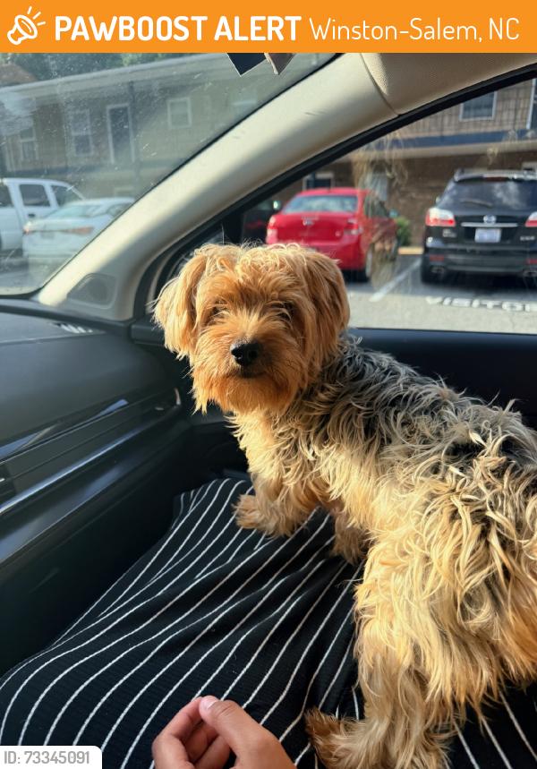 Found/Stray Male Dog last seen Plaza south apmts, Winston-Salem, NC 27107