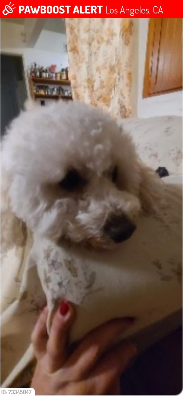 Lost Male Dog last seen Roscoe blvd, Los Angeles, CA 91402