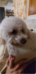 Lost Male Dog last seen Roscoe blvd, Los Angeles, CA 91402