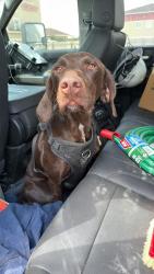 Reunited Female Dog last seen Found between 1788 & hwy 349, Odessa, TX 79761