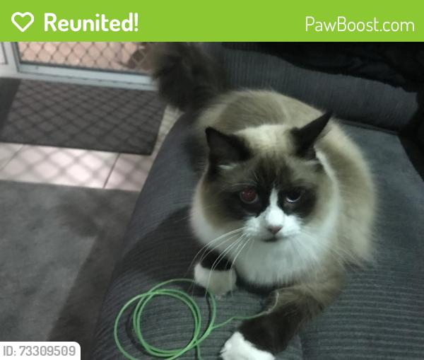 Reunited Male Cat last seen Donovan street, Blacks Beach, QLD 4740