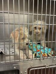 Shelter Stray Male Dog last seen howellwood and cutleco intersection, AUSTIN, TX, 78748, 7201 Levander Loop bldg a, Austin, TX 78702, USA