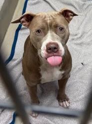 Shelter Stray Female Dog last seen Near N Interstate Highway 35, AUSTIN, TX, 78758, 7201 Levander Loop bldg a, Austin, TX 78702, USA