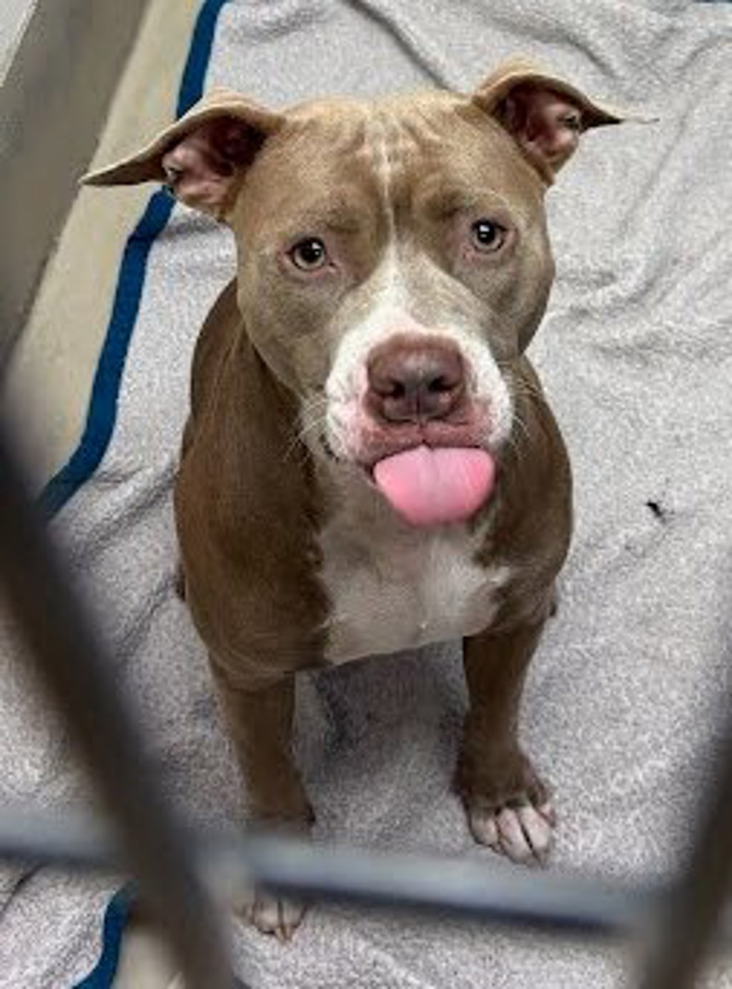 Shelter Stray Female Dog last seen Near N Interstate Highway 35, AUSTIN, TX, 78758, 7201 Levander Loop bldg a, Austin, TX 78702, USA