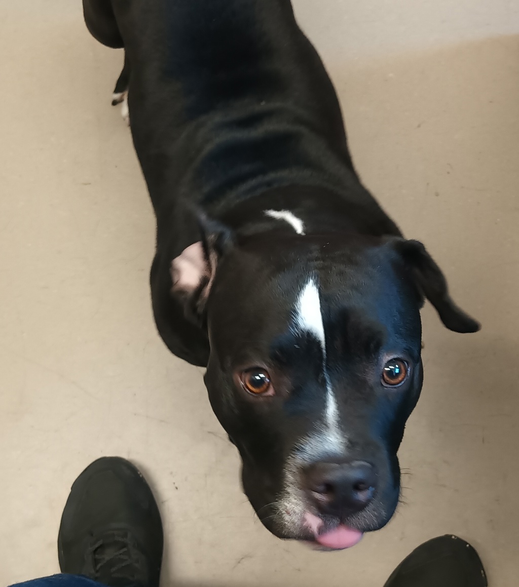 Shelter Stray Female Dog last seen Near E Madison Avenue, El Cajon, CA, 92021, El Cajon, CA 92020, USA