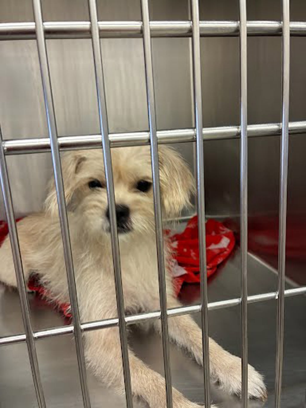 Shelter Stray Female Dog last seen howellwood and cutleco intersection, AUSTIN, TX, 78748, 7201 Levander Loop bldg a, Austin, TX 78702, USA