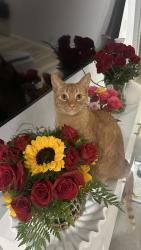 Lost Male Cat last seen Bellevue, Green Bay, WI 54302