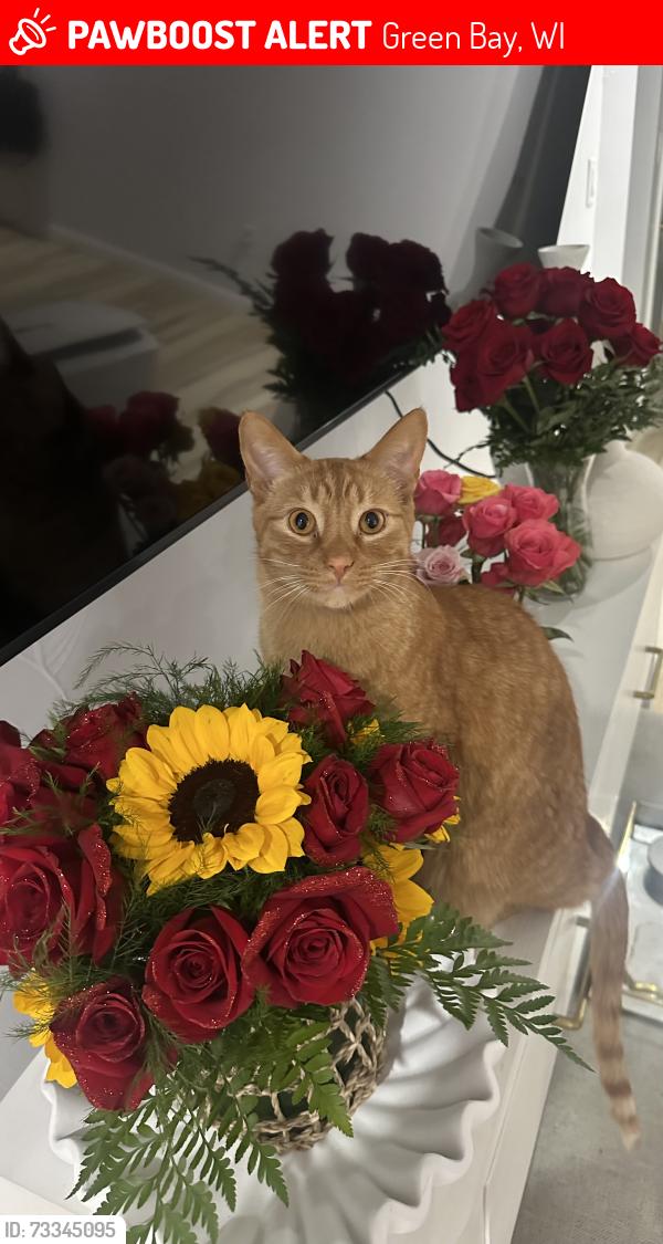 Lost Male Cat last seen Bellevue, Green Bay, WI 54302