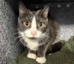Shelter Stray Female Cat last seen Apt 4A,1447 Longfellow Avenue, BRONX, NY, 10459, 326 E 110th St, New York, NY 10029, USA