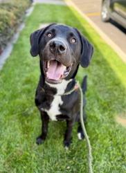 Shelter Stray Male Dog last seen Near E Hollywood Avenue, SALT LAKE CITY, UT, 84105, 511 W 3900 S, Salt Lake City, UT 84123, USA